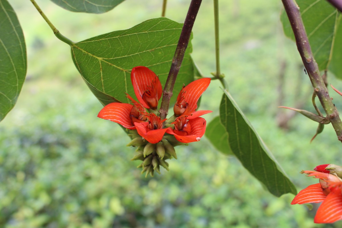 Erythrina subumbrans (Hassk.) Merr.